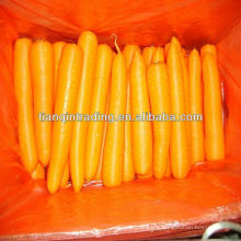 Chinese Red Carrot